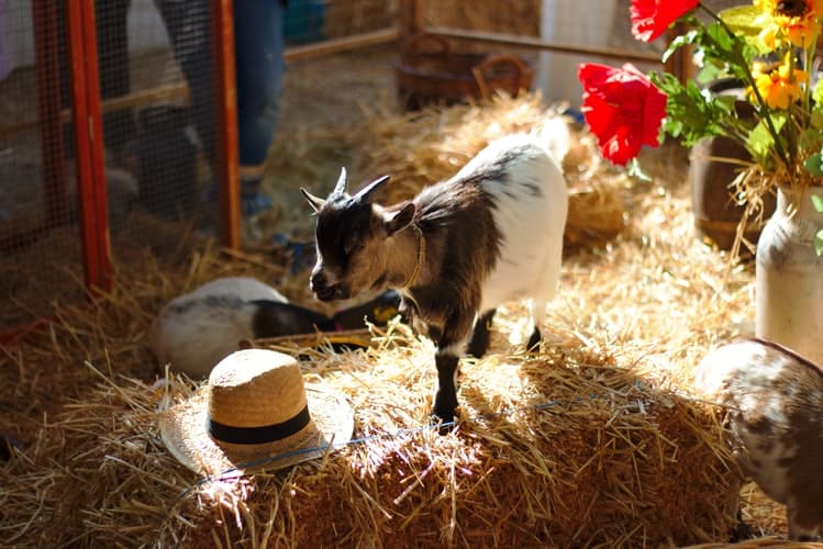 Goat Playing